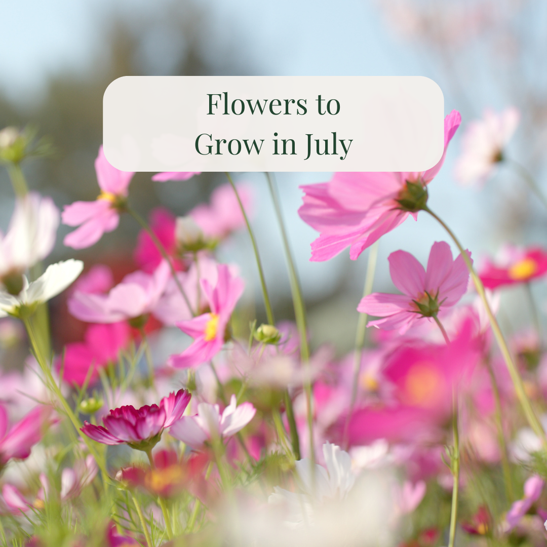 5 Flowers to Plant in July for a Blooming Garden