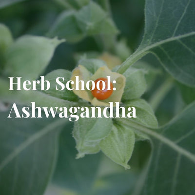 Herb School: Ashwagandha, The Chillest of the Chill