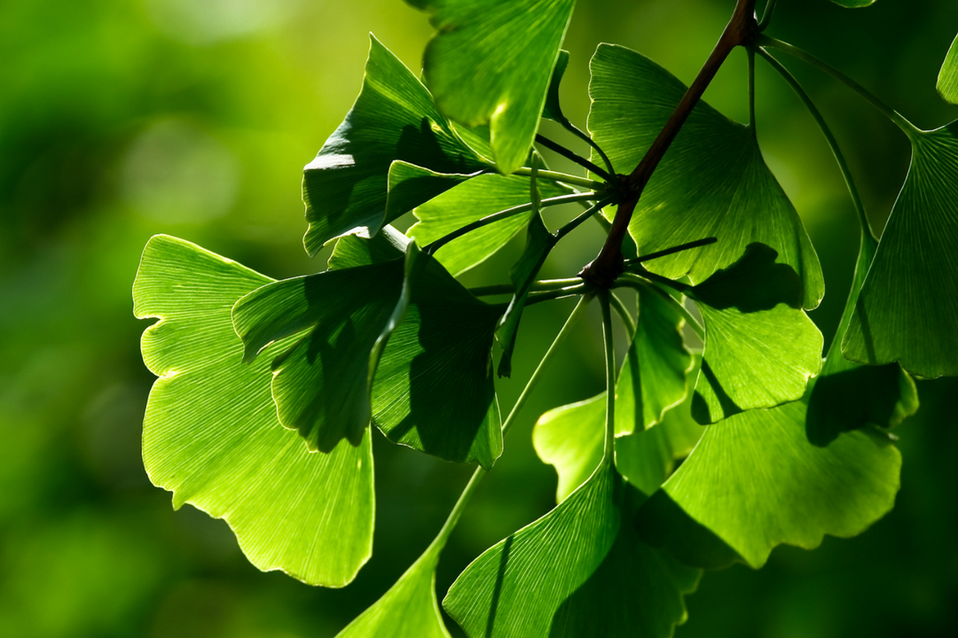 What's An Adaptogen, Anyway?