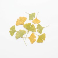 Ginkgo